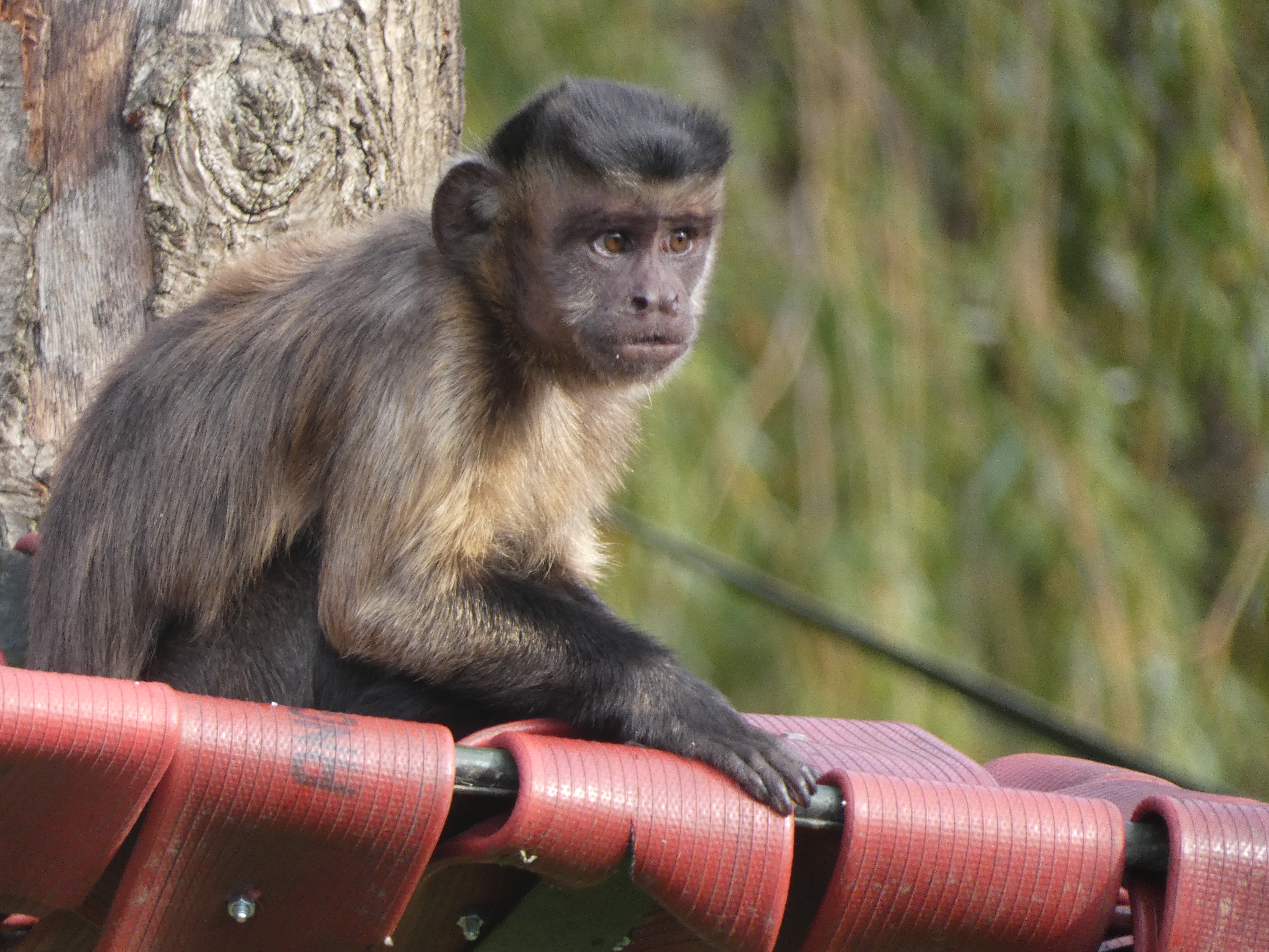 Capuchin in a nest